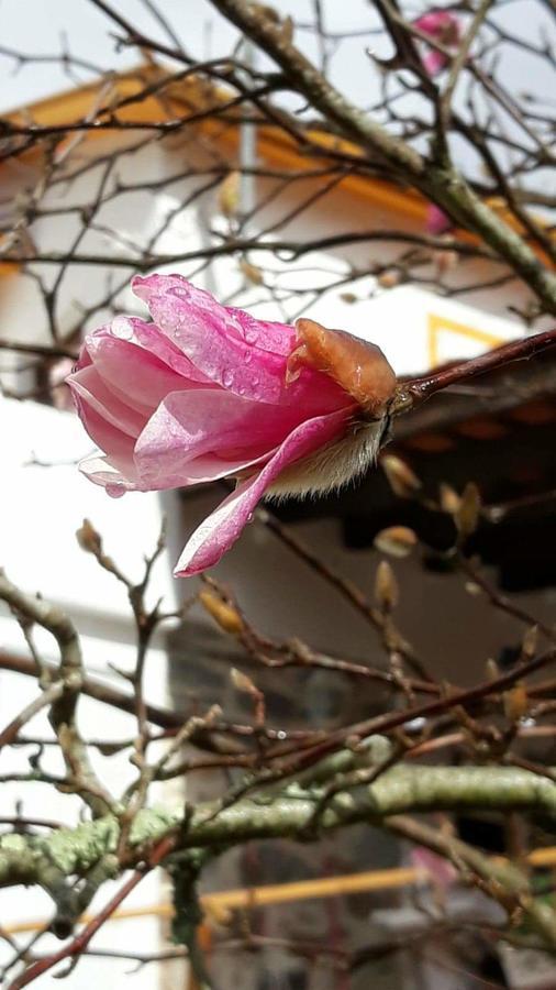 Magnolias Cottage ロウザン エクステリア 写真